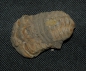 Preview: Trilobit Calymene